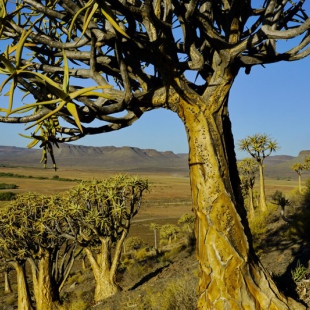 Aloe dichotoma